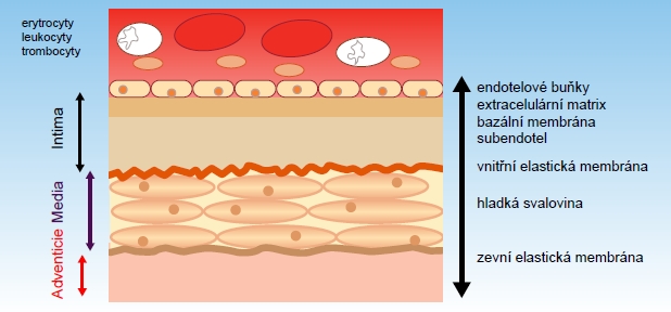 struktura cévní stěny