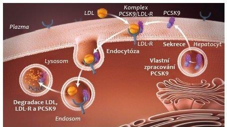 MedPed a novinky v léčbě dyslipidémií