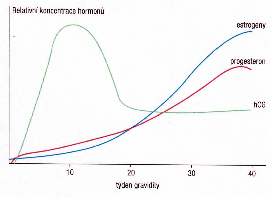 Relativní koncentrace hCG, estrogenů a progesteronu během těhotenství